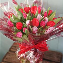 Simply Tulips 