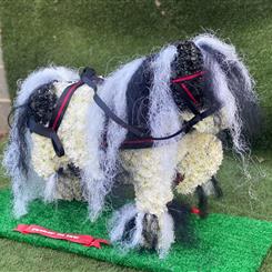 Black and White Cob 