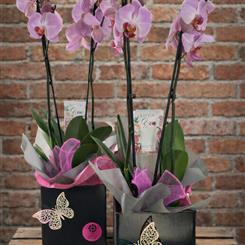 Elegant Phalaenopsis Orchid Arrangement, Luxury Gift Plant