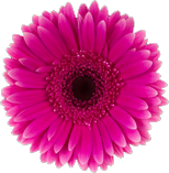 Summer Flowers